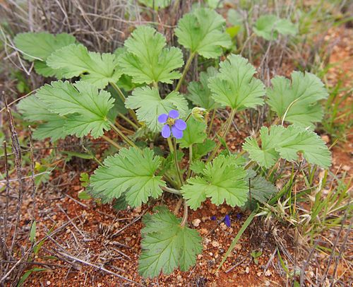 Erodium cygnorum